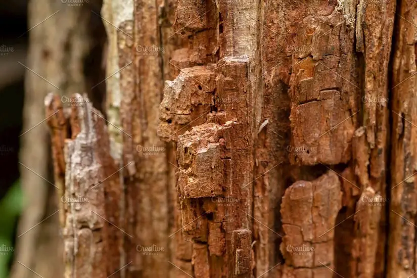 bark tree texture