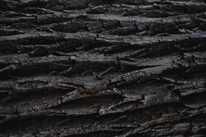 close up tree dark texture
