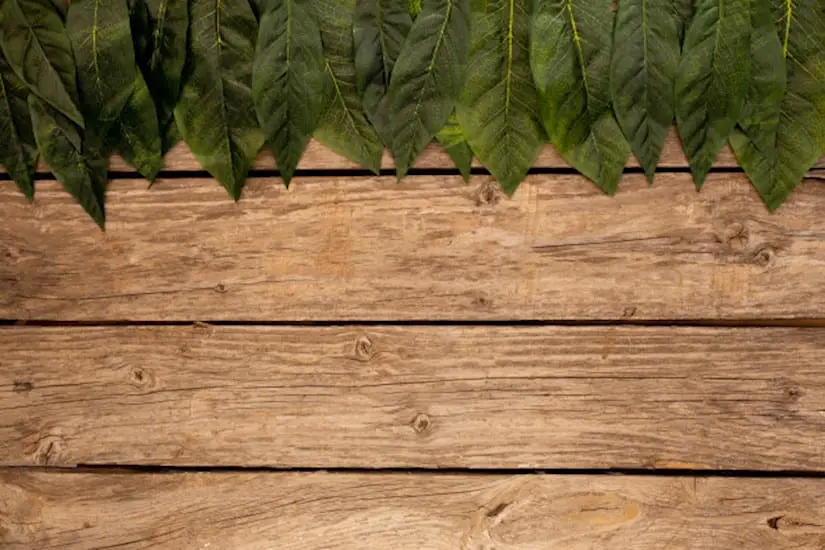 green leaves wood