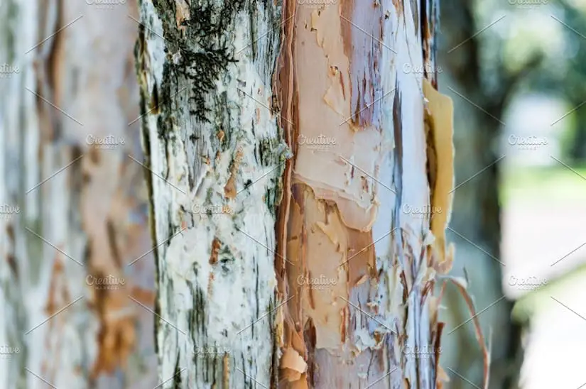 paper bark