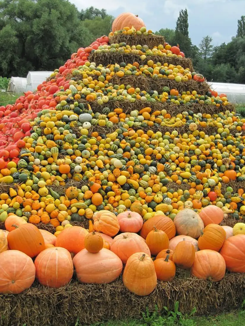 pumpkin season autumn