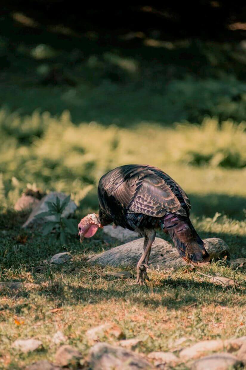 thanksgiving bird turkey