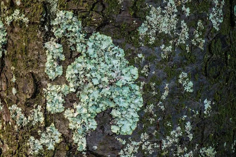 tree bark texture