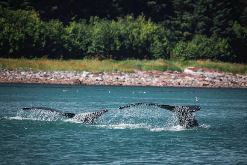 12-whales-photo