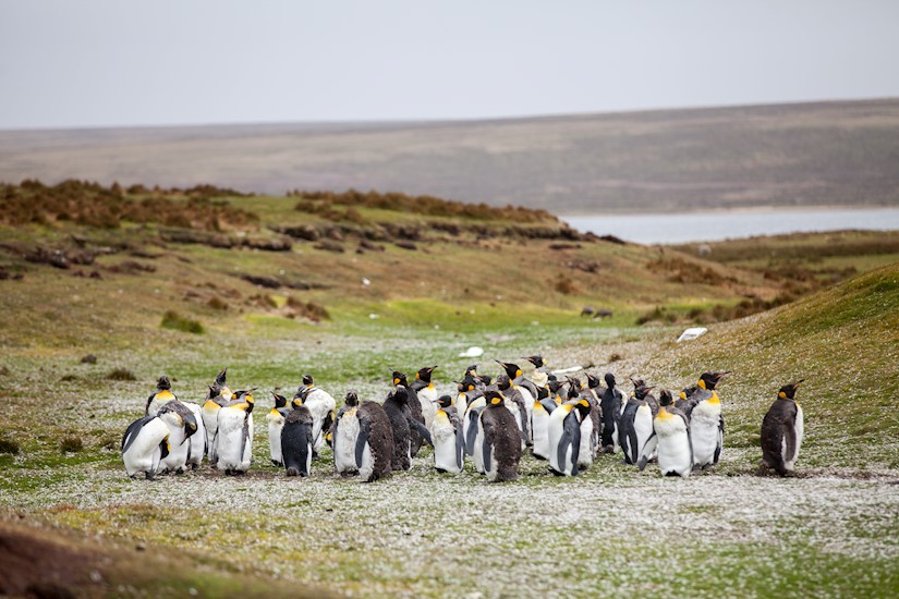 16-penguins