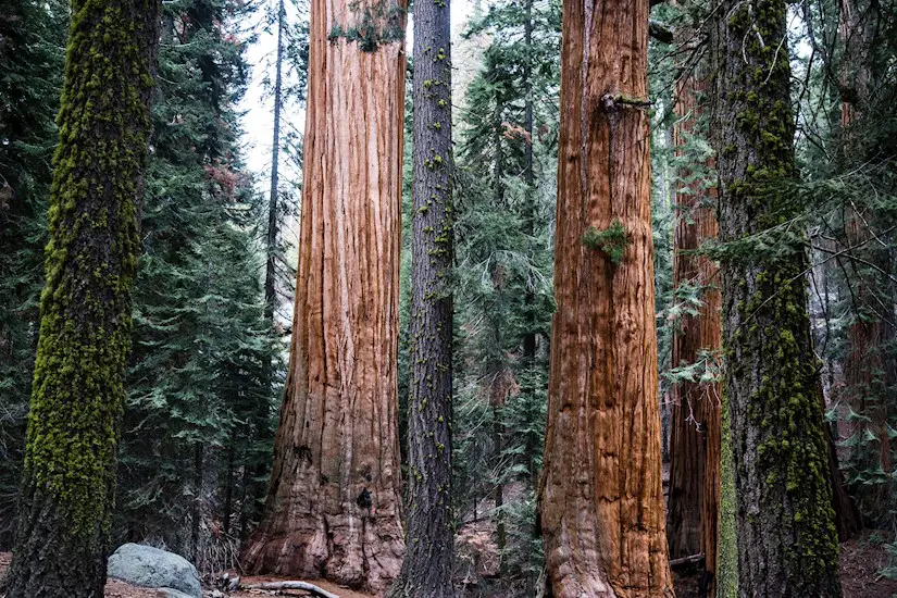 33-sequoia
