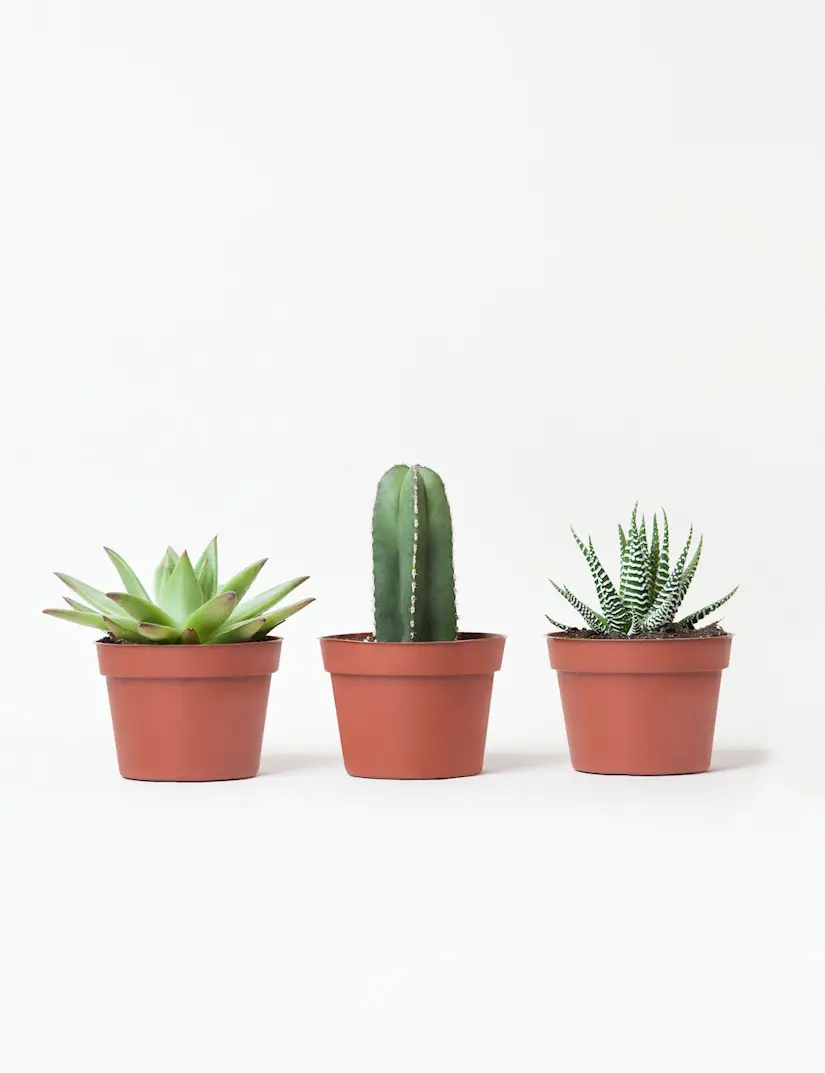 succulents cacti plants