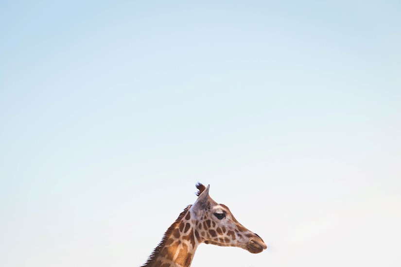 giraffe minimal wallaper