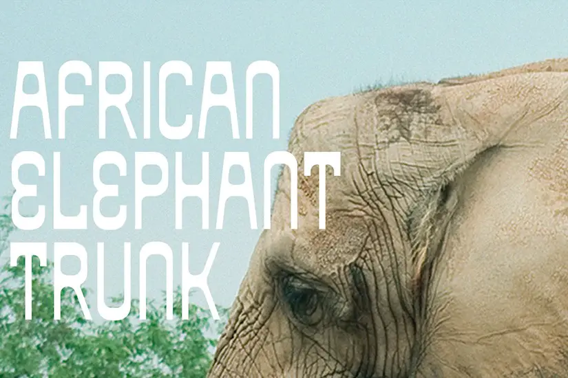 african elephant trunk