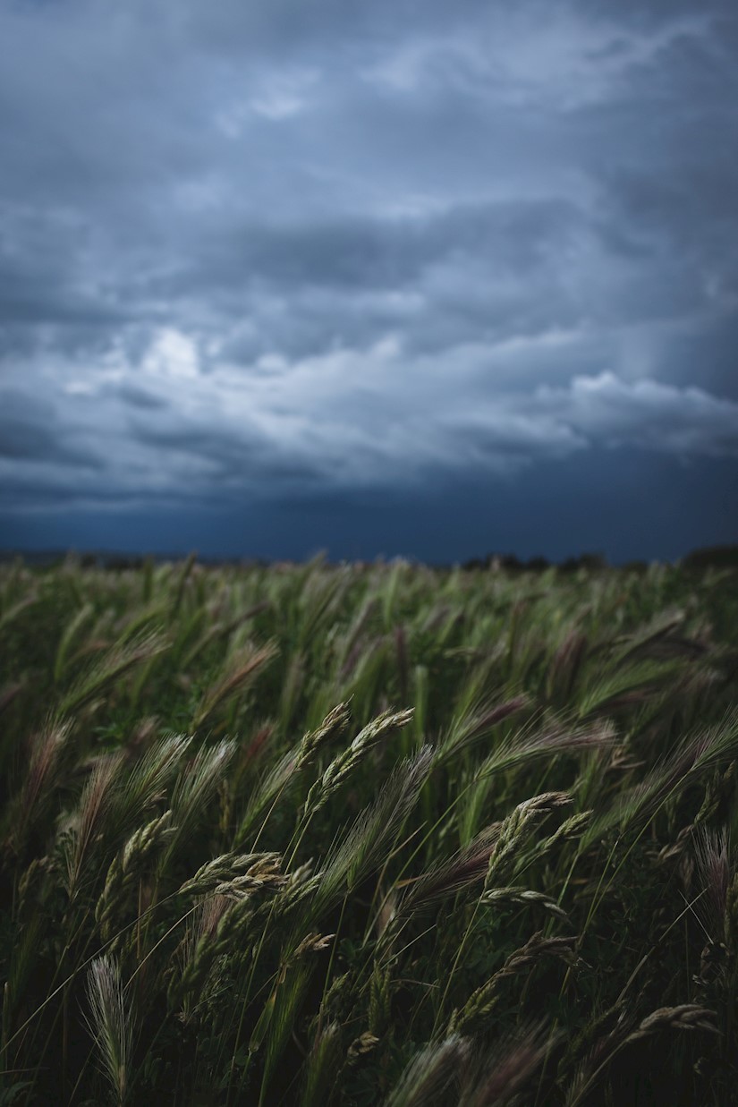 field storm