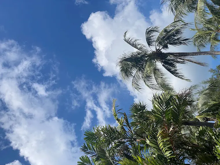 blue sky palms