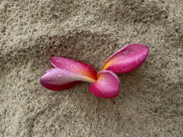 flower on sand after rain