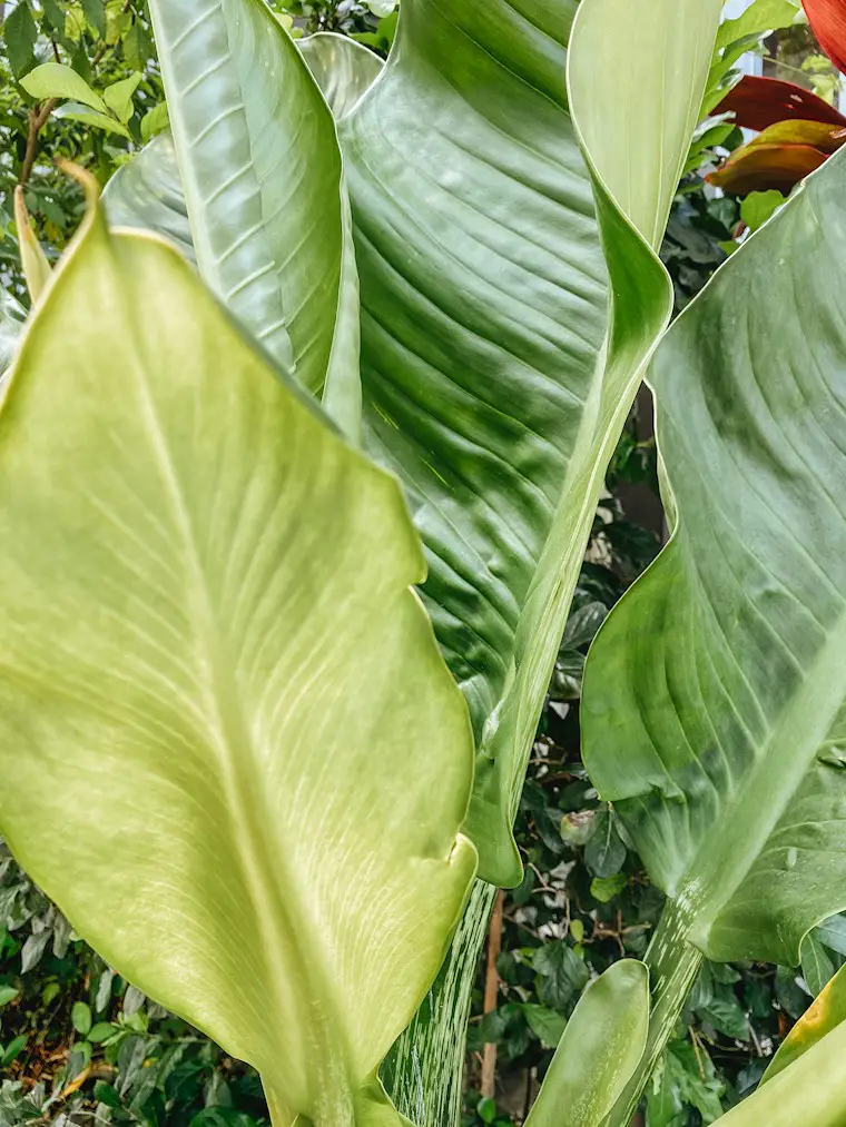 green leaves