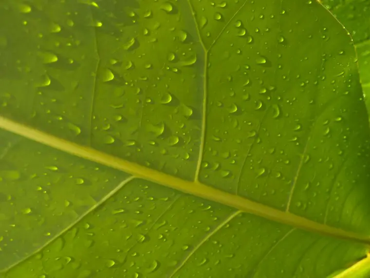 leaf macro