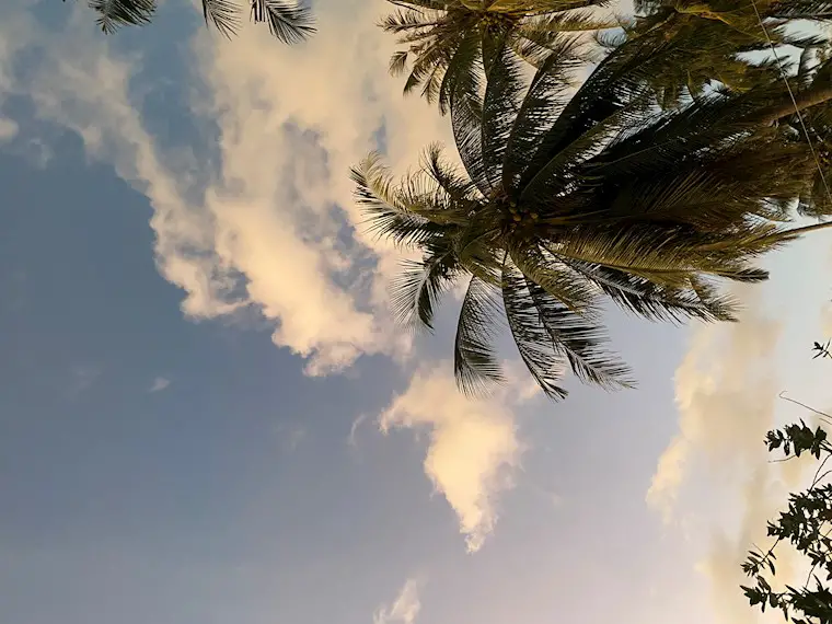 palms sky sunset