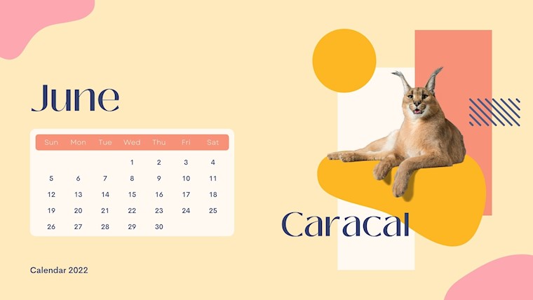 wild animals june 2022 calendar