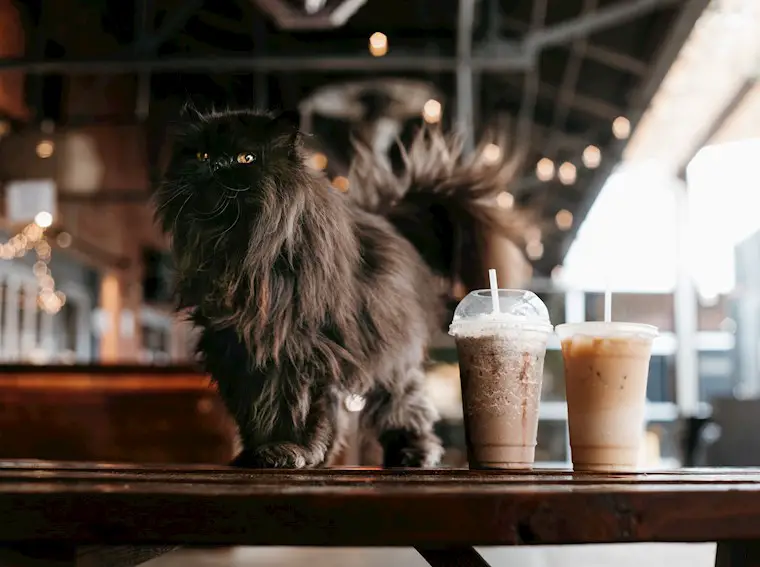 black cat with coffee at the cafe wallpaper