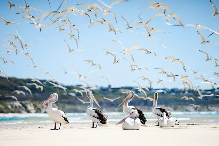 flock of birds at the beach wallpaper