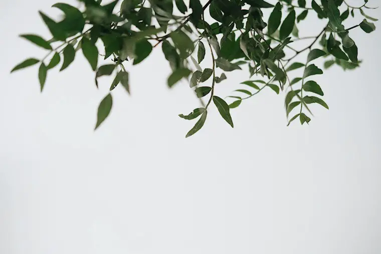 green plant on white background