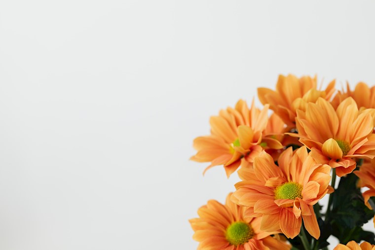 orange flowers on white background