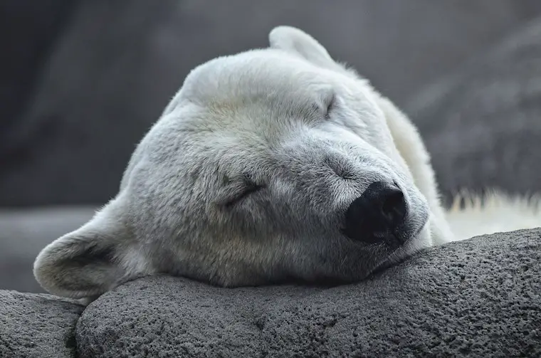 polar bear sleeping background