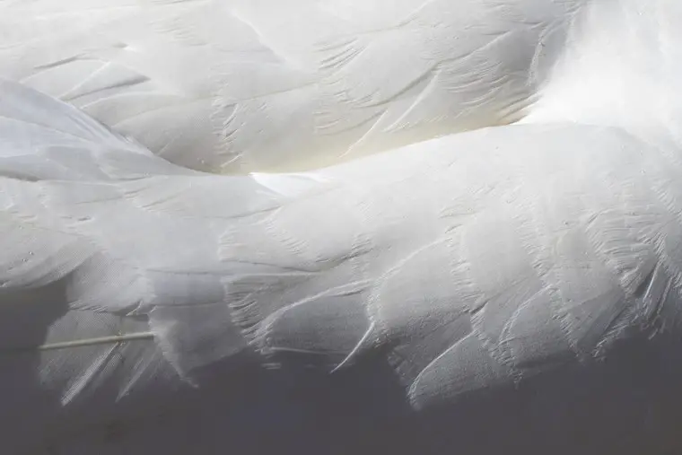 swans feathers texture