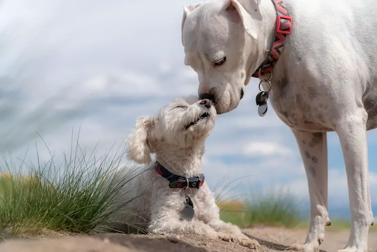 two cute white dogs wallpaper