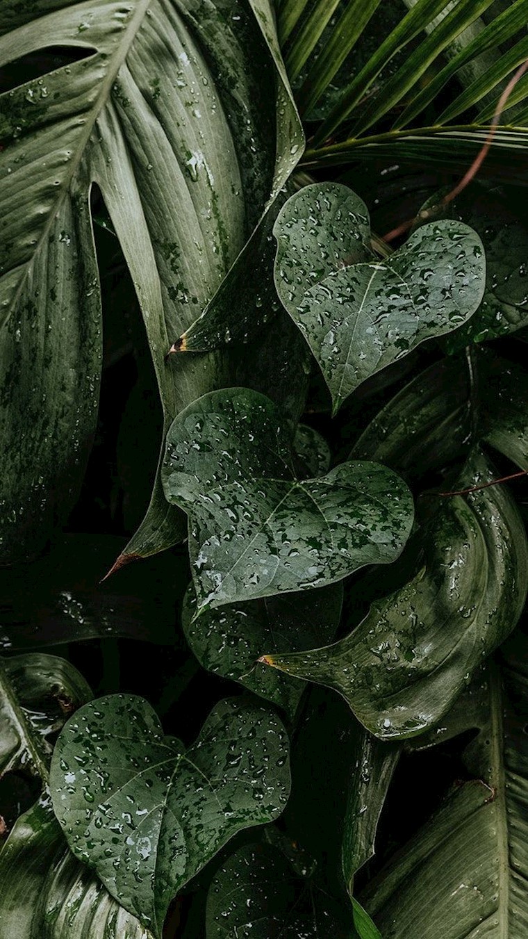 wet monstera plant leaves mobile wallpaper