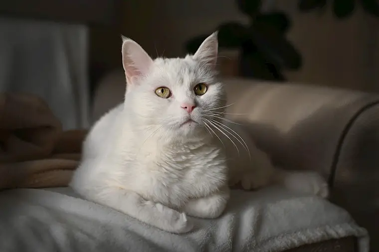 white cat background