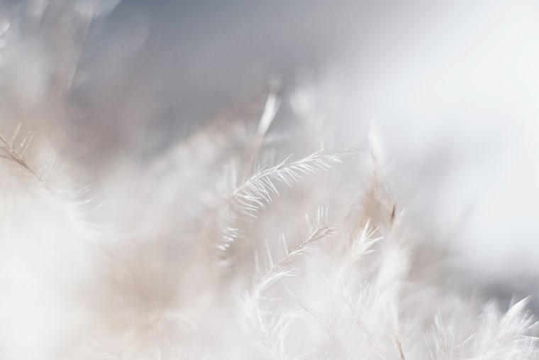 white grass field