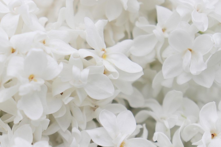 white lilacs texture