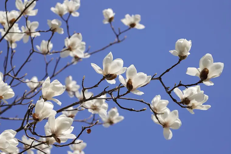 white magnolias background