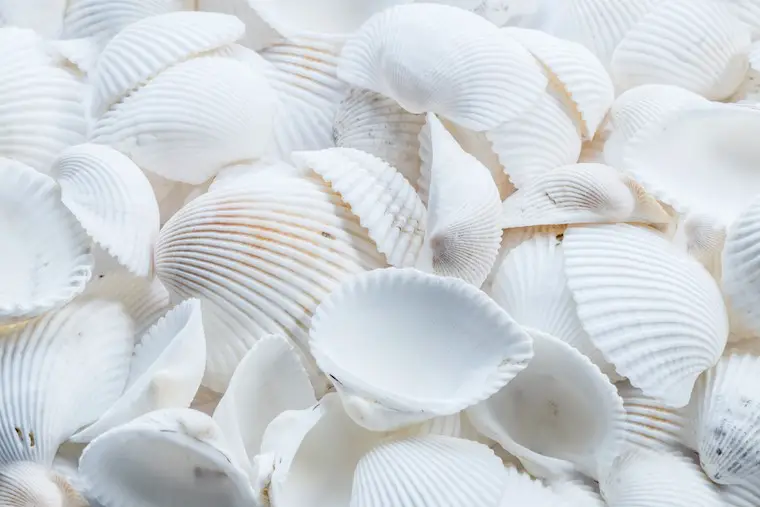 white shells background