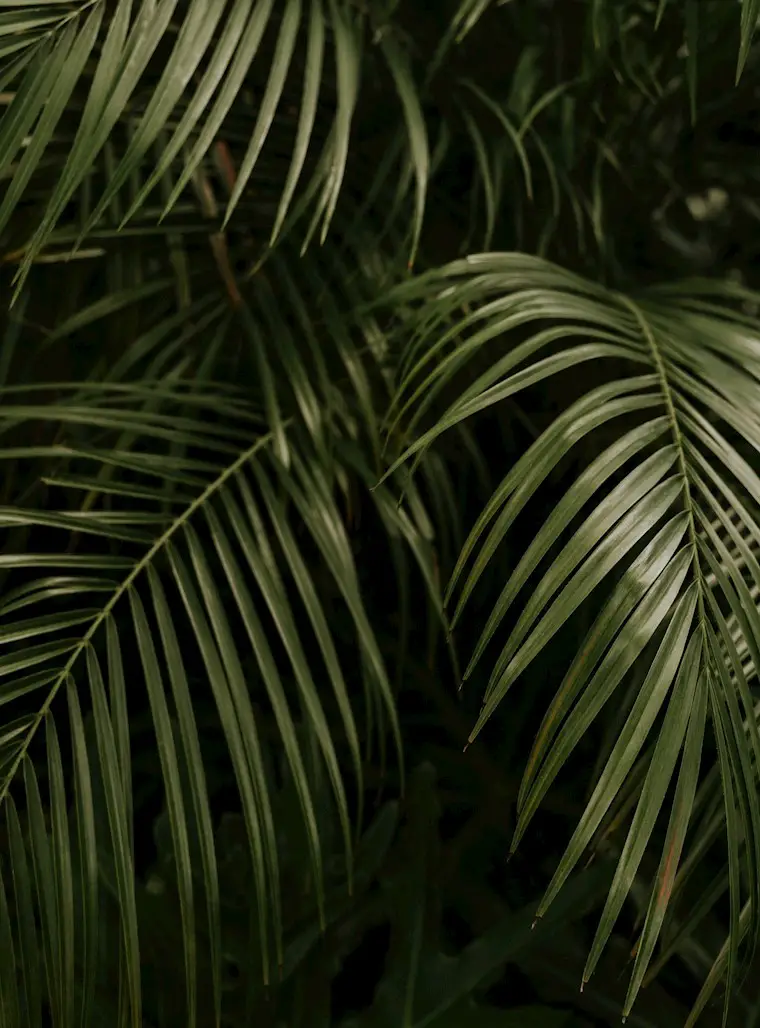 tropical plants green palm ipad wallpaper