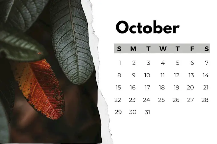 autumn leaf simple photo october 2023 calendar