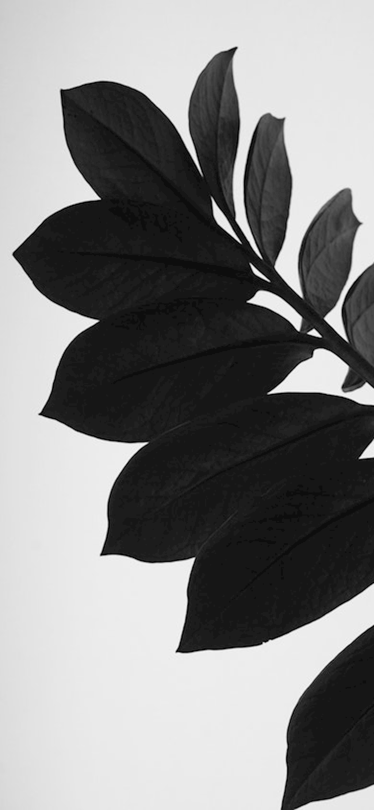 black plant dark background